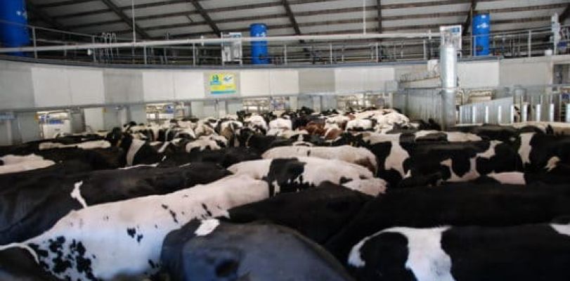 Изображение организации на ферме системы поточно-цехового производства молока