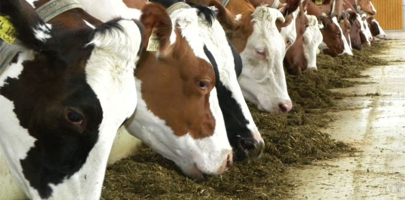 Кормление коров на молочной ферме