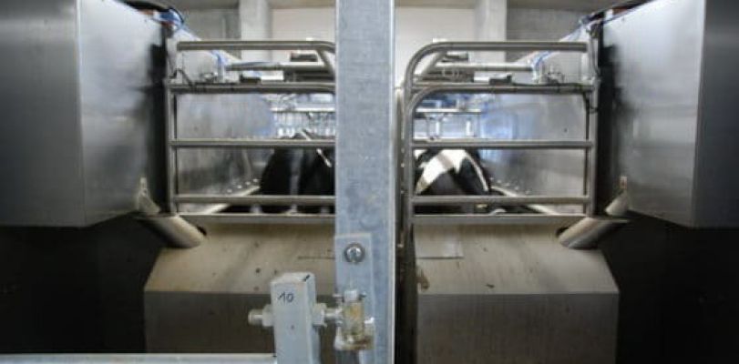 Доильный робот мерлин на ферме с системой поточно-цехового производства молока