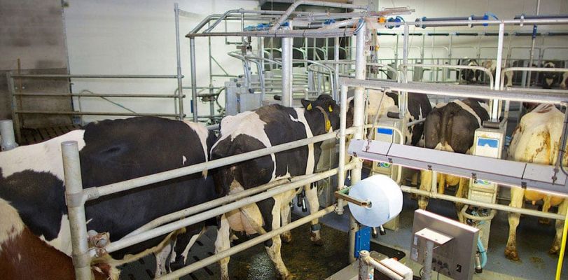 Фото доения коров в доильном зале Карусель от Промтехника